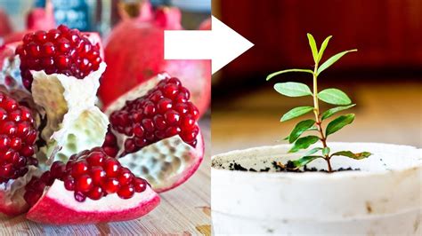 How to grow pomegranate from seed. Things To Know About How to grow pomegranate from seed. 